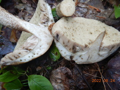 Leccinum