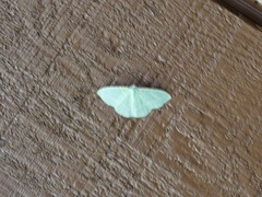 Dichorda illustraria