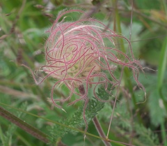 Geum