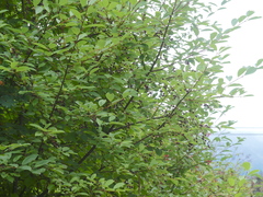 Maleae