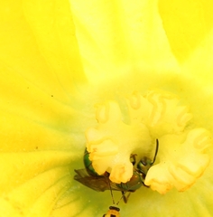Augochlora pura