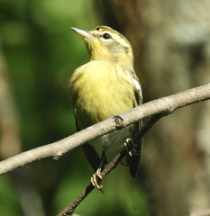 Setophaga fusca