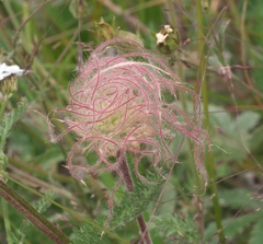 Geum