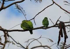 Forpus xanthopterygius