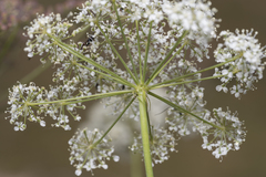 Laserpitium latifolium