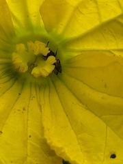 Augochlora pura