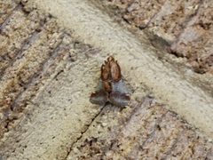 Cacozelia basiochrealis