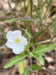 Ruellia metziae