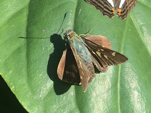 Junglera punteada