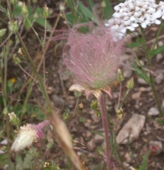 Geum