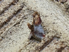 Cacozelia basiochrealis