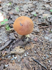 Leccinum
