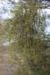 Amyema preissii