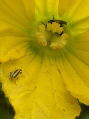 Augochlora pura