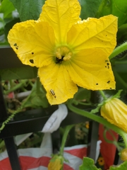 Augochlora pura