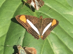 Adelpha