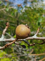 Pyrus