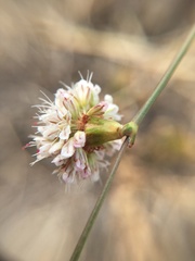 Eriogonum nudum auriculatum