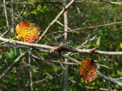 Pyrus