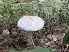 Amanita cokeri