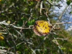 Pyrus