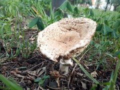 Chlorophyllum brunneum