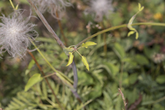 Laserpitium latifolium