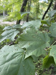 Vasates aceriscrumena