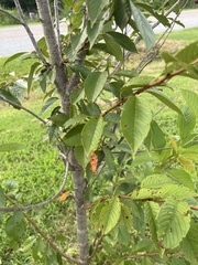 Prunus serrulata