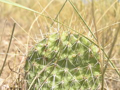 Opuntia polyacantha polyacantha