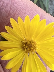 Heterotheca subaxillaris