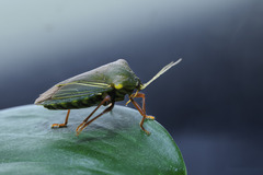 Peromatus