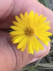 Heterotheca subaxillaris