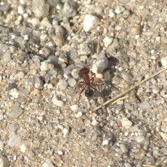 Pogonomyrmex bicolor