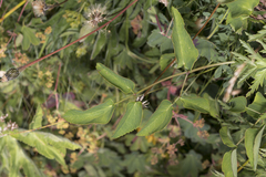 Laserpitium latifolium