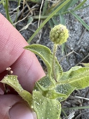 Heterotheca subaxillaris