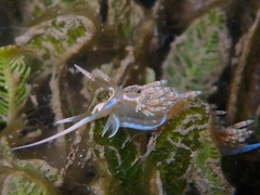 Dondice occidentalis