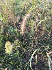 Elymus canadensis