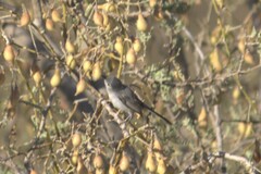 Polioptila