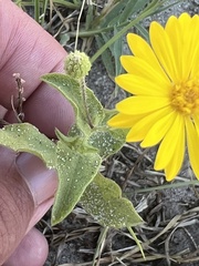 Heterotheca subaxillaris