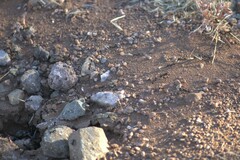 Veromessor pergandei