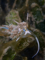 Dondice occidentalis