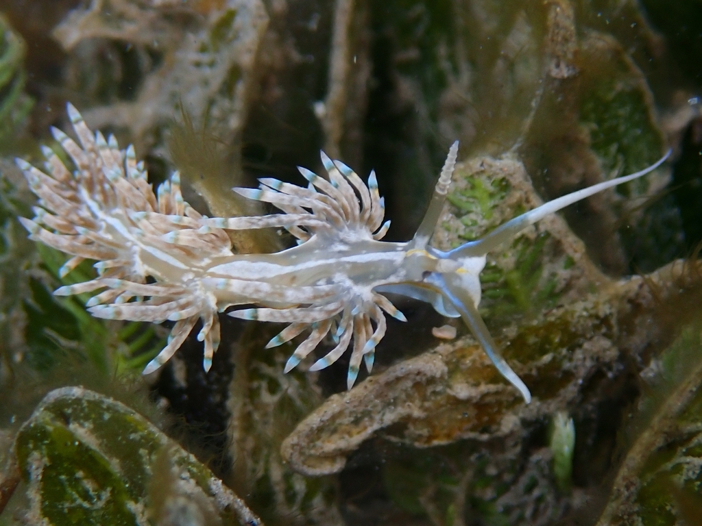 Fringe-back Nudibranch