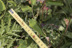 Laserpitium latifolium