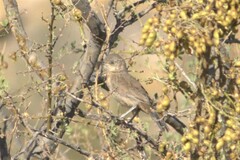 Toxostoma bendirei