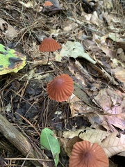 Marasmius plicatulus