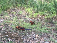 Platycercus elegans elegans