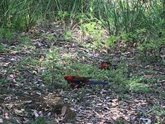 Platycercus elegans elegans