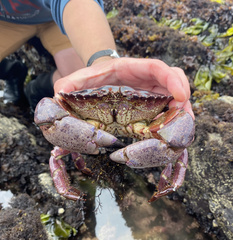 Romaleon antennarium