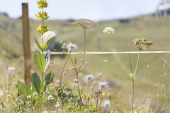 Laserpitium latifolium